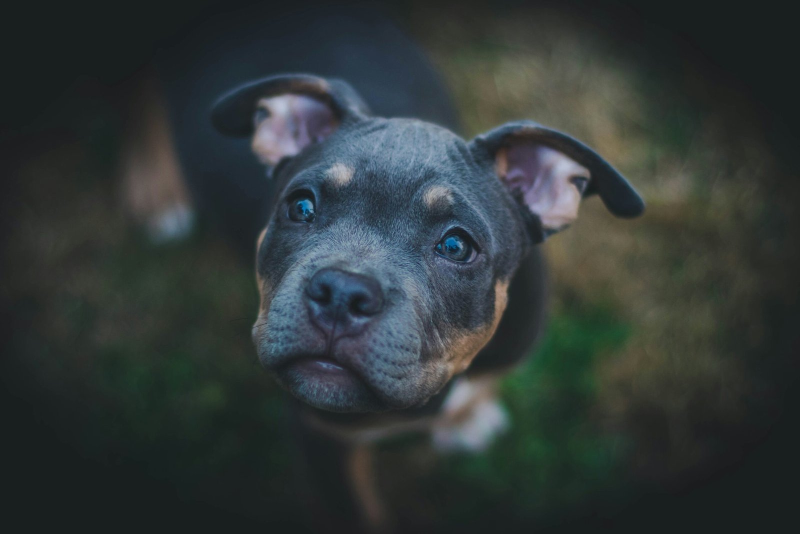 closeup photography of black American pit bull carrier puppy